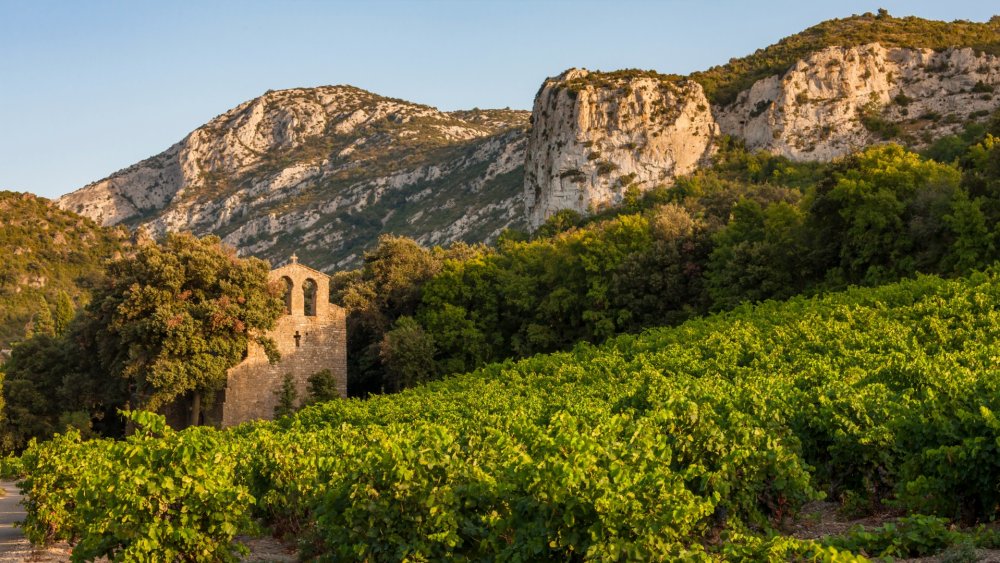 Vignoble Languedoc